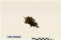 藏品(圓葉擬草苔)的圖片